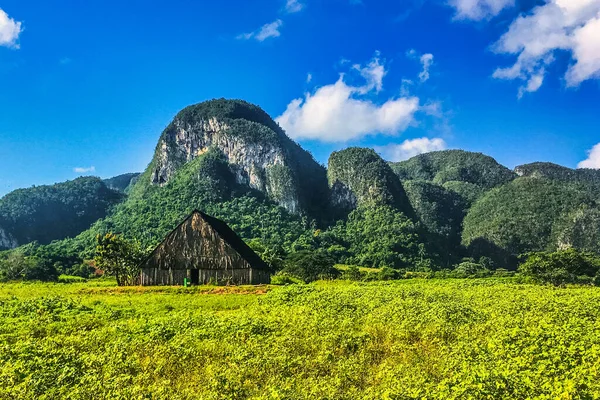 Vinales Cuba Juli 2018 Een Tabakshut Velden Indrukwekkende Natuur Rond — Stockfoto