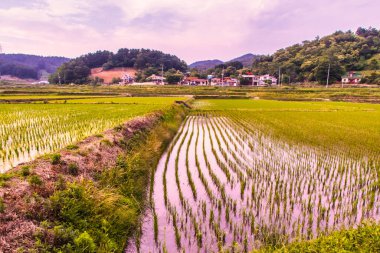 Sokcho, Güney Kore - 8 Haziran 2015: Bu dağlık bölgedeki dağları yansıtan pirinç tarlalarının suyu.