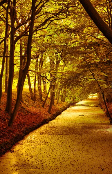 Haag Nederländerna Oktober 2008 Höst Färgerna Naturen Magisk Också Kanal — Stockfoto