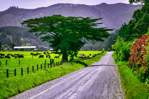 Tauranga New Zealand October 2009 Gravel Road Magical New Zeland — Stock Photo, Image