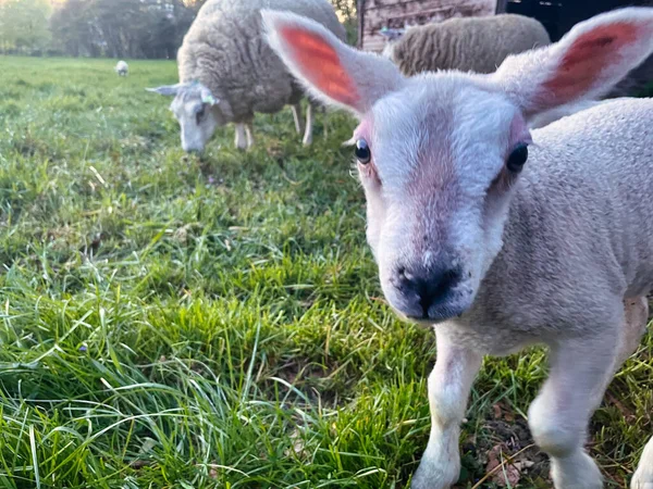 Hague Netherlands April 2022 White Woolen Sheep Walking Green Dutch — Stock Photo, Image