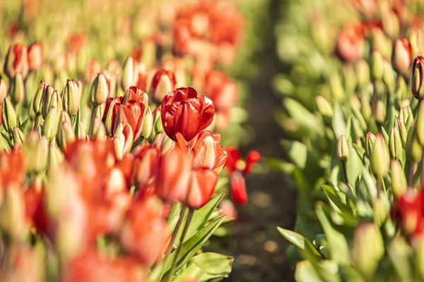 Lisse Netherlands April 2021 Close Rows Red Tulips Half Open — Stockfoto