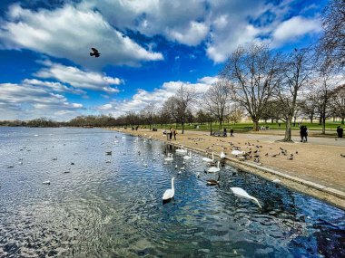 London, United Kingdom - March 07 2022: many ducks and swans float on the serpentine lake in hyde park and at moments get food