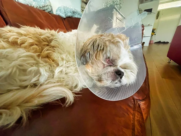 Cão Com Cone Animal Estimação Transparente Colar — Fotografia de Stock