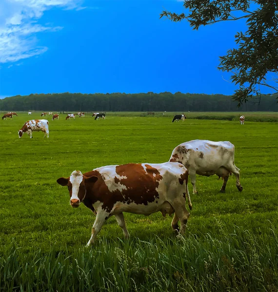 Ολλανδικές Αγελάδες Πόδια Και Βόσκηση Ένα Πράσινο Πεδίο — Φωτογραφία Αρχείου