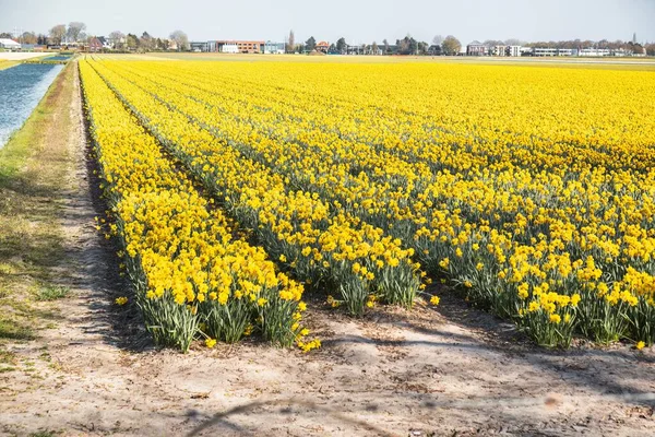 Noordwijkerhout Países Baixos Abril 2021 Campo Colorido Agrícola Cheio Flores — Fotografia de Stock