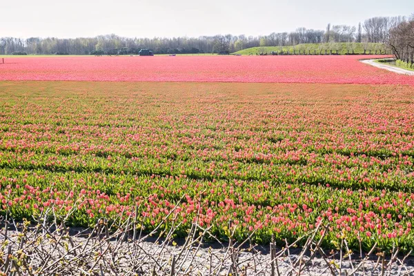 Noordwijkerhout Países Baixos Abril 2021 Campo Colorido Agrícola Cheio Flores — Fotografia de Stock