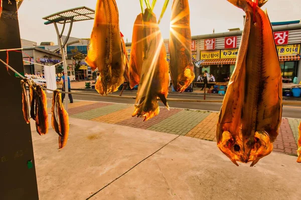 Sokcho South Korea June 2015 Different Fish Drying Sun Line — Stock Photo, Image