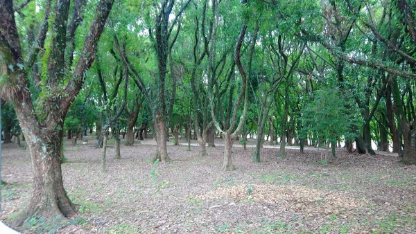 Caminho Parque Espacial Verde Chico Mendes Então Caetano Sul — Fotografia de Stock