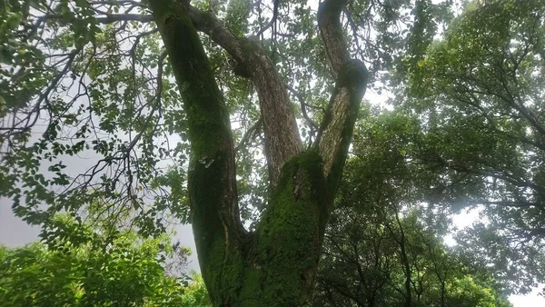 Ants Parque Meio Avenida Vereador Abel Ferreira Lugar Verde Agradável — Fotografia de Stock