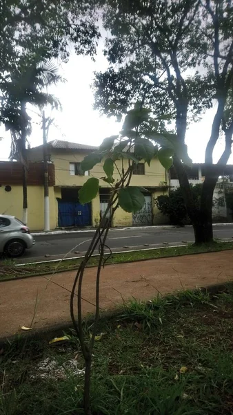 Ants Taman Tengah Jalan Vereador Abel Ferreira Tempat Yang Hijau — Stok Foto