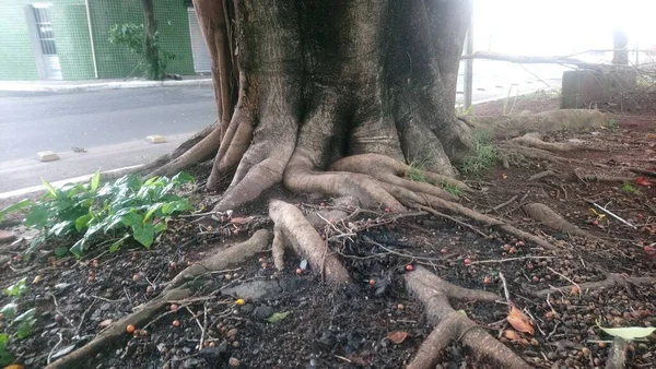 Ants Parque Meio Avenida Vereador Abel Ferreira Lugar Verde Agradável — Fotografia de Stock