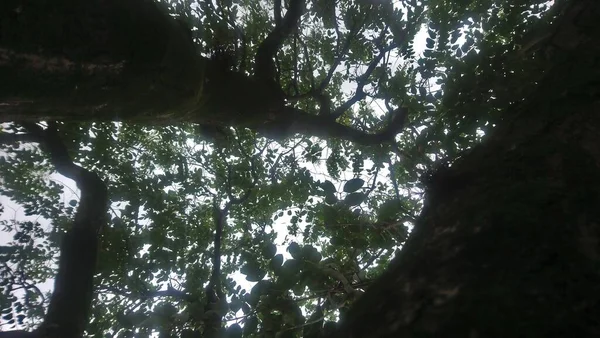 Parque Meio Avenida Vereador Abel Ferreira Lugar Verde Agradável Para — Fotografia de Stock