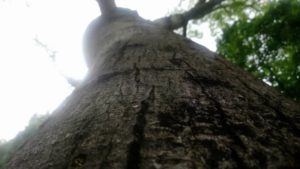 Weg Chico Mendes Green Space Park Caetano Sul — Stockfoto