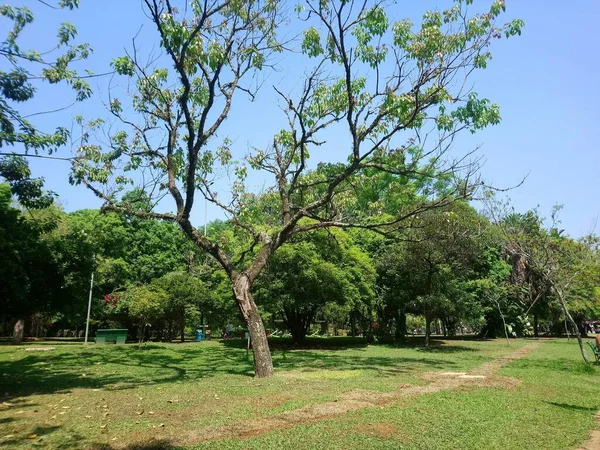 Parque Professora Lydia Natalzio Diogo Park Położony Dzielnicy Vila Prudente — Zdjęcie stockowe