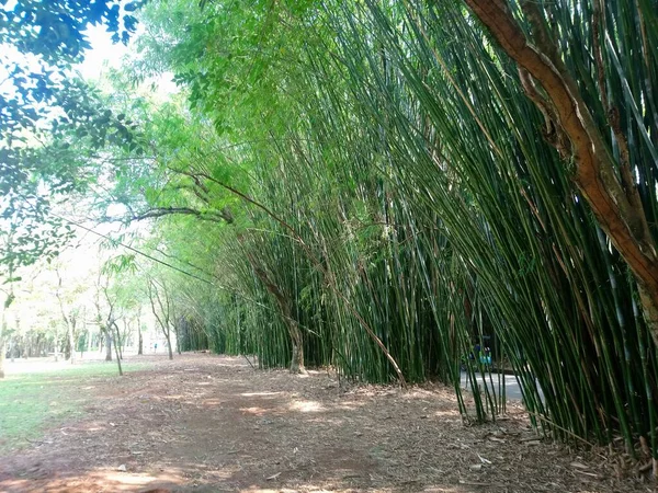 Ibirapuera Park Anyday Waktu Selalu Pilihan Baik — Stok Foto