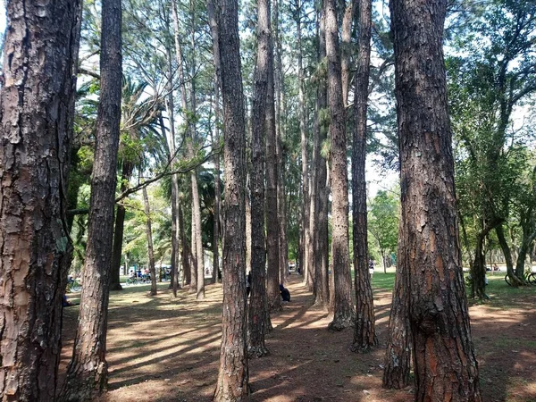 Parque Professora Lydia Natalzio Diogo Park Som Ligger Stadsdelen Vila — Stockfoto