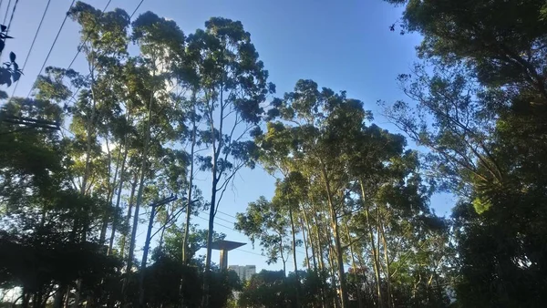 Parque Professora Lydia Natalzio Diogoは ブラジルのサンパウロ市の東側 ヴィラ プルデンテ地区に位置する公園です — ストック写真