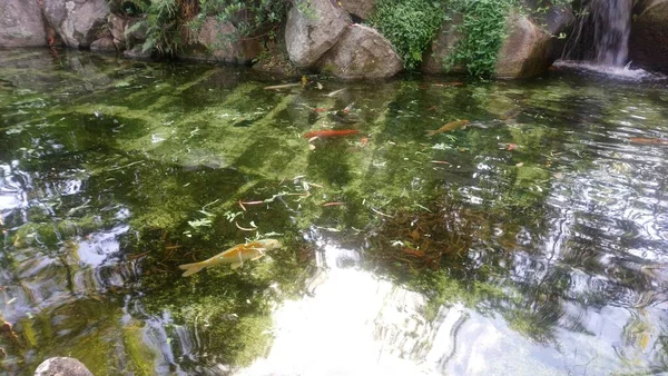 Parque Professora Lydia Natalzio Diogoは ブラジルのサンパウロ市の東側 ヴィラ プルデンテ地区に位置する公園です — ストック写真