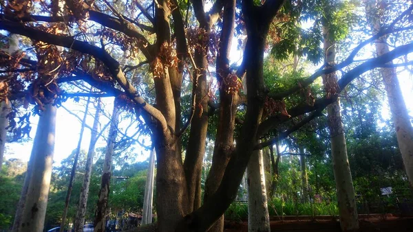 Praça Carlos Soliva Oásis Meio Cidade — Fotografia de Stock