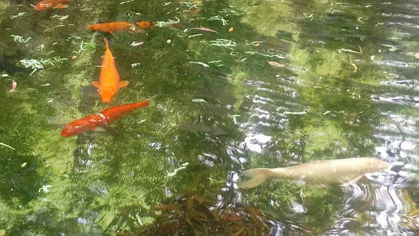 科伊鱼在一个生态公园的湖中 — 图库照片