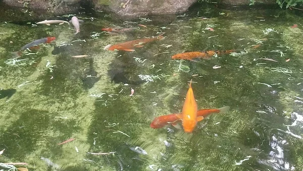 Peces Koi Lago Parque Ecológico — Foto de Stock