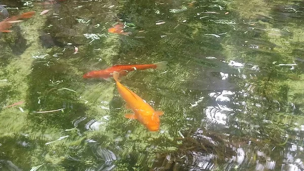 Peces Koi Lago Parque Ecológico —  Fotos de Stock