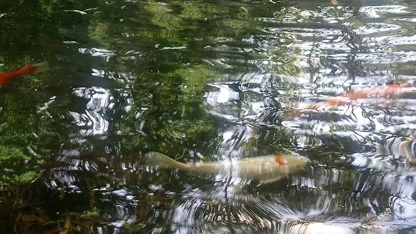 Риба Кої Озері Екологічному Парку — стокове фото