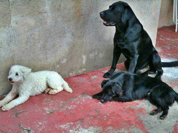 Beyaz Bir Kaniş Siyah Bir Labrador Siyah Bir Aynı Aileden — Stok fotoğraf