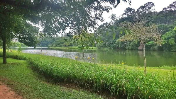 Ibirapuera Парк Лучший Парк Городе Пауло Место Провести День Мире — стоковое фото