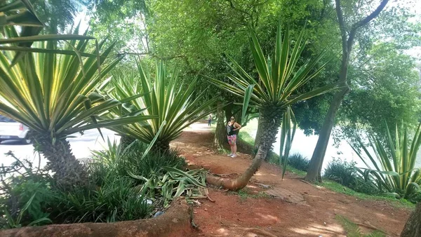 Ibirapuera Parkı Paulo Şehrinin Iyi Parkı Günü Huzur Içinde Geçirebileceğimiz — Stok fotoğraf