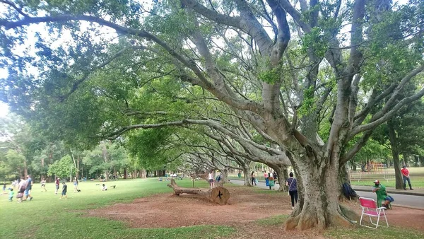 Parque Ibirapuera Lugar Para Relajarse Divertirse Con Familia —  Fotos de Stock