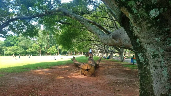 Parque Ibirapuera Melhor Parque Cidade São Paulo Lugar Para Passar — Fotografia de Stock