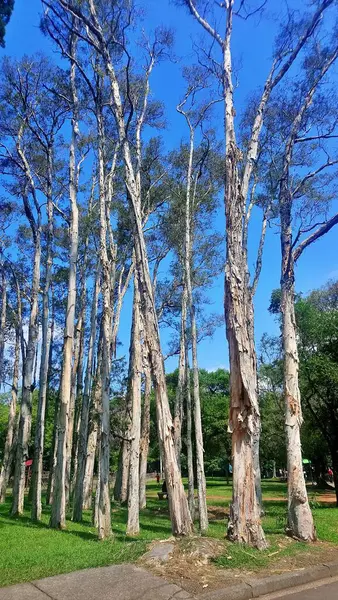 Parque Ibirapuera Melhor Parque Cidade São Paulo Lugar Para Passar — Fotografia de Stock