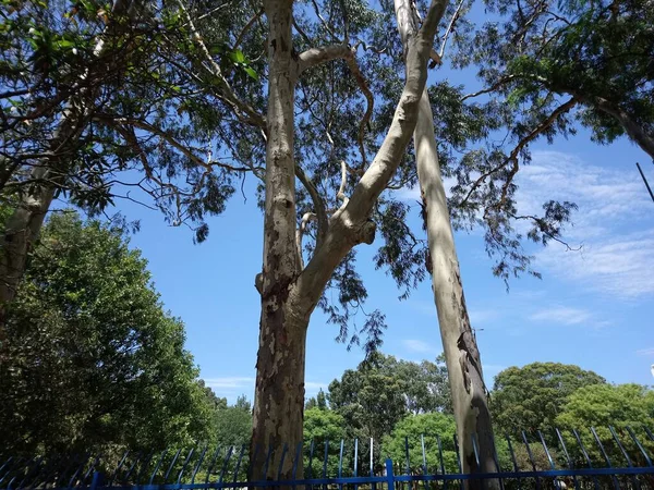 Planta Para Los Que Crecieron Placer Para Los Que Miran —  Fotos de Stock