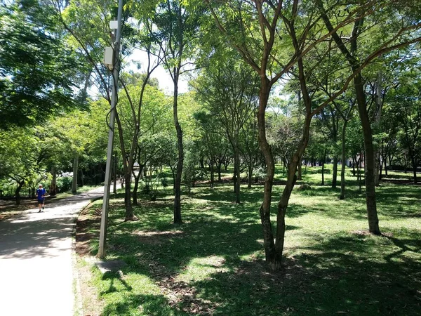 Prof Lydia Natalizio Diogo Οικολογικό Πάρκο Vila Prudente Πάρκο Όνομά — Φωτογραφία Αρχείου