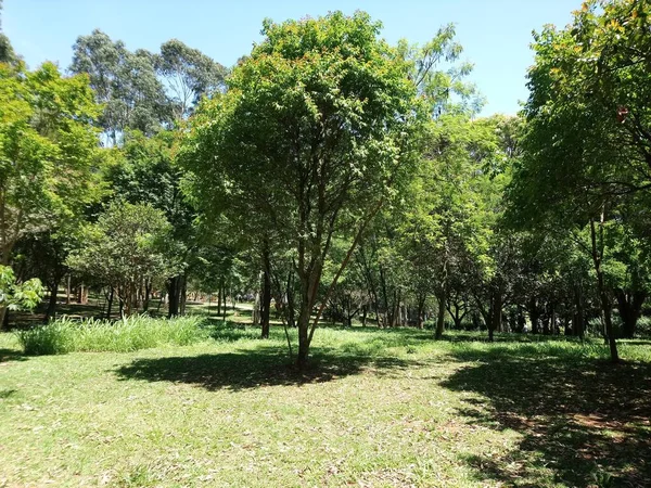 Prof Lydia Natalizio Diogo Ecological Park Vila Prudente Park Named — Stockfoto