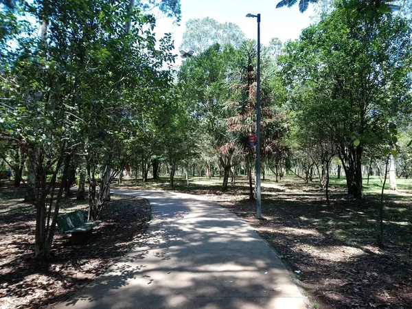 Prof Lydia Natalizio Diogo Ökologischer Park Vila Prudente Park Nach — Stockfoto