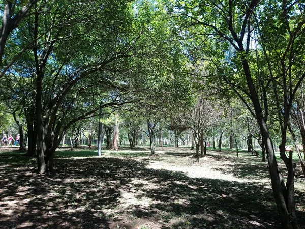 Prof Lydia Natalizio Diogo Ecological Park Vila Prudente Park Named — Stock Photo, Image