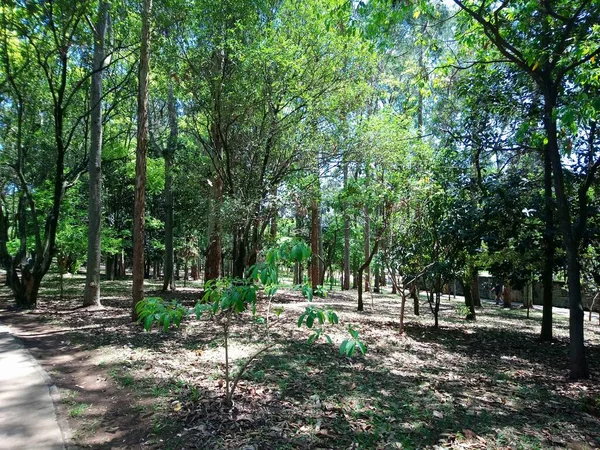 Prof Lydia Natalizio Diogo Ecological Park Vila Prudente Park Named — стоковое фото