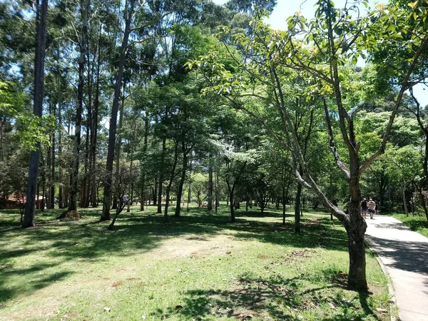 Prof Lydia Natalizio Diogo Parque Ecológico Vila Prudente Parque Que — Foto de Stock