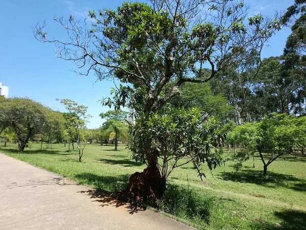 Planta Para Aqueles Que Cresceram Prazer Para Aqueles Que Procuraram — Fotografia de Stock