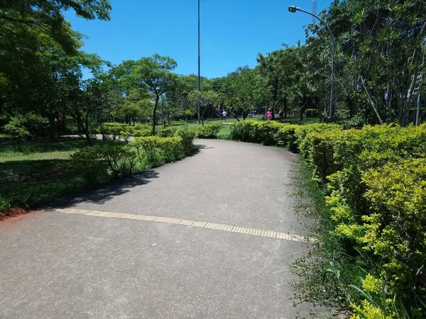 Planta Para Los Que Crecieron Placer Para Los Que Miran —  Fotos de Stock