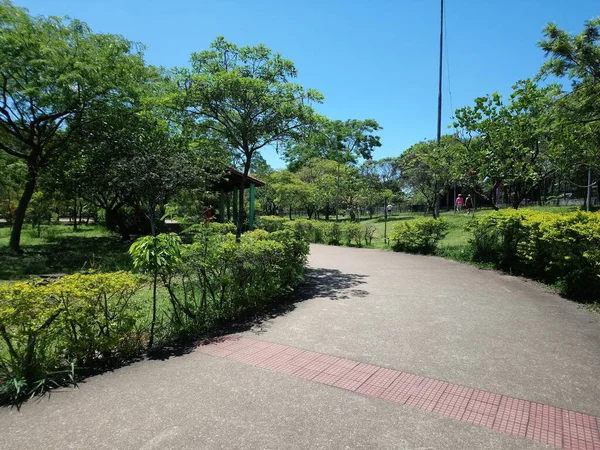 Planta Para Los Que Crecieron Placer Para Los Que Miran — Foto de Stock