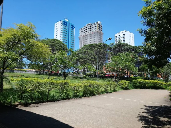 Planta Para Aqueles Que Cresceram Prazer Para Aqueles Que Procuraram — Fotografia de Stock