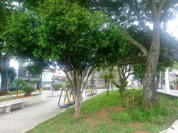 Planta Para Los Que Crecieron Placer Para Los Que Miran — Foto de Stock