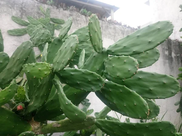 Cactus Plant Bij Alles Het Verfraait Omgeving Geeft Ons Lucht — Stockfoto