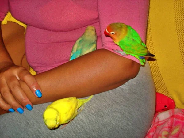 African Agaponis Two Parakeets Woman Arms — Stock Photo, Image