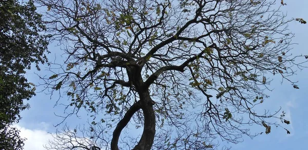 Ramas Del Árbol —  Fotos de Stock