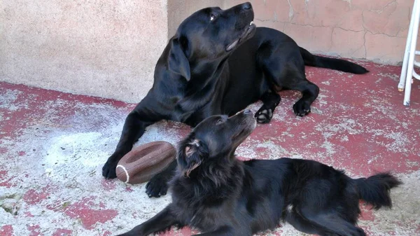 Roztomilý Pes Plemene Labrador Mutt Chytrý Zábavný — Stock fotografie